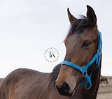 ГАННОВЕРСКАЯ КОБЫЛА 4 ГОДА 