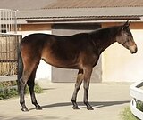 КОБЫЛА В КОНКУР/МАТКИ