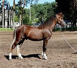 Жеребец уэльский пони (секц