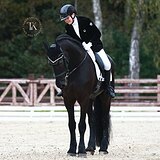 ФРИЗСКИЙ МЕРИН 170 СМ В ХОЛКЕ