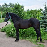 Кросс-фриз 2023 гр