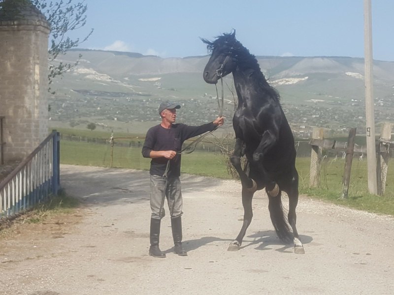 Карачаевский жеребец, Карачаевский конный завод 