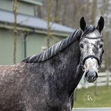 ОТ CORNET OBOLENSKY