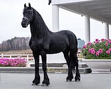 Шикарный жеребец