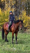 Мерин троеборье
