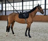 Полукровная кобыла