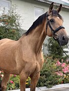 ВЫСОКИЙ МЕРИН • НЕМНОГО НА