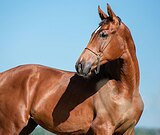 РИФФАЙЗЕР (ROMEO-STAR, RAMIRO Z, DOMINIK)