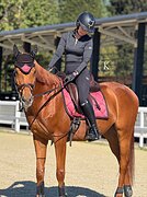 МЕРИН В КОНКУР И ВЫЕЗДКУ