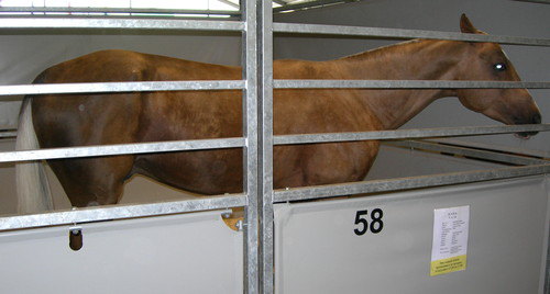 ахалтекинская порода,масть золотисто-соловый,год 2004,место рождения конный завод имени наиба идриса
