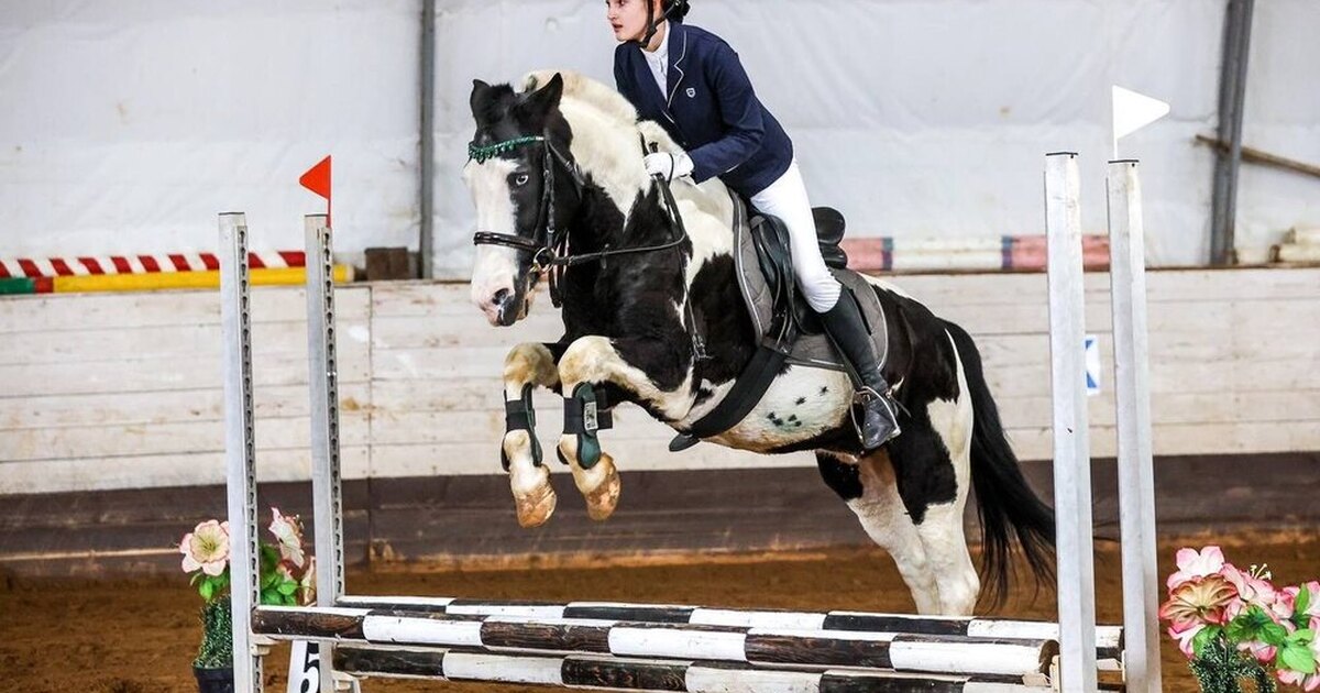 лошади начинающие. анатомия лошади для рисования для начинающих. как научиться рисовать лошадей поэтапно. тренировка по верховой езде. лошадь простым карандашом.