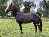 Мерин 2019г.р в конкур/пробег