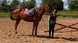 Ганноверская коб. 2022 гр