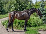 КОБЫЛА КРОСС-ФРИЗ • ГОТОВИ