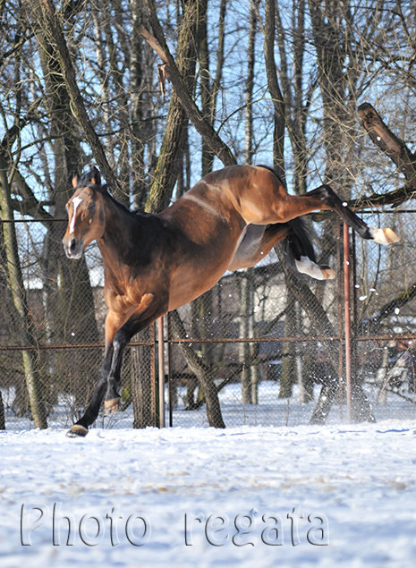 Зефир