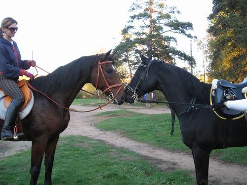 Встретились две подружки и их любимые лошади