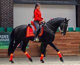 Андалузский жеребец