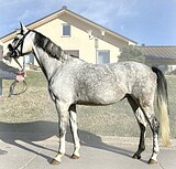 Немецкий Райд пони, кобыла