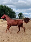 Высококровный жеребец