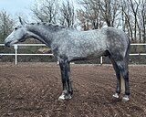 орловский рысак под начина