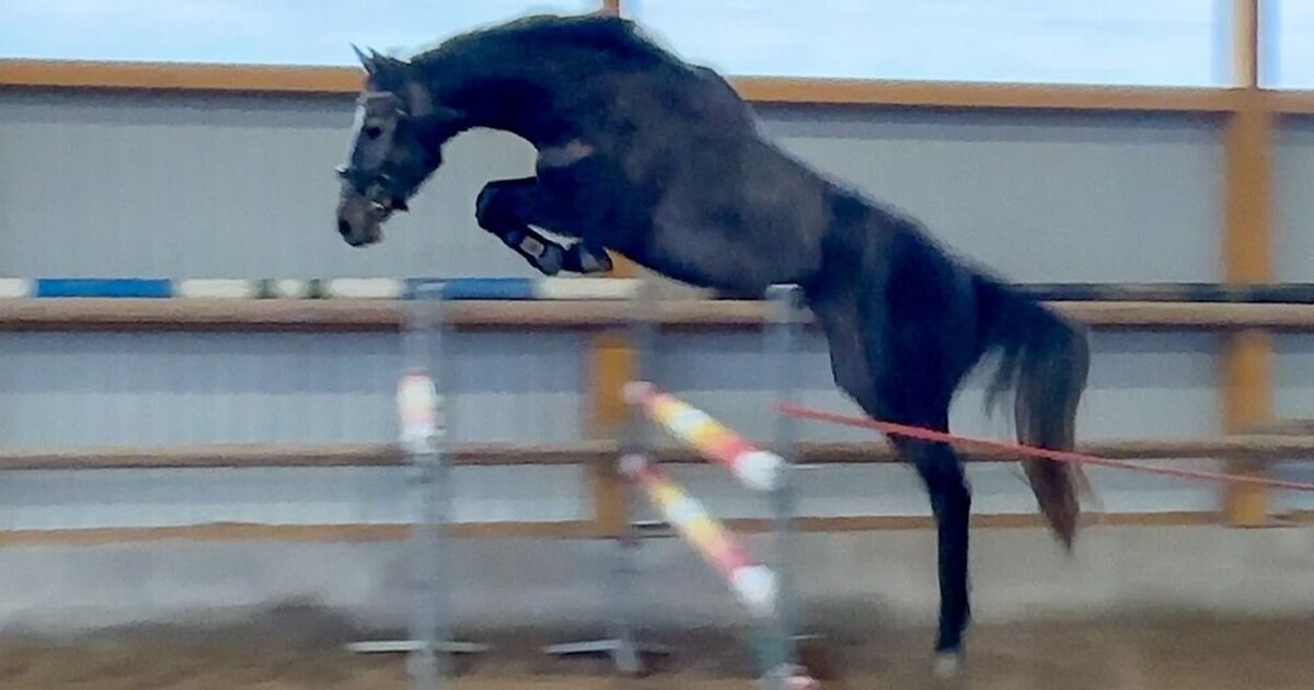 сокольники конный двор. конно-спортивный комплекс цска на дыбенко. конно-спортивная школа ярославль. конный клуб. конно спортивная улица.