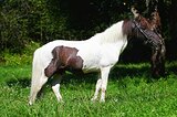 Шетлендский пони, жеребец