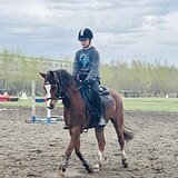 УНИВЕРСАЛЬНЫЙ ПОНИ 