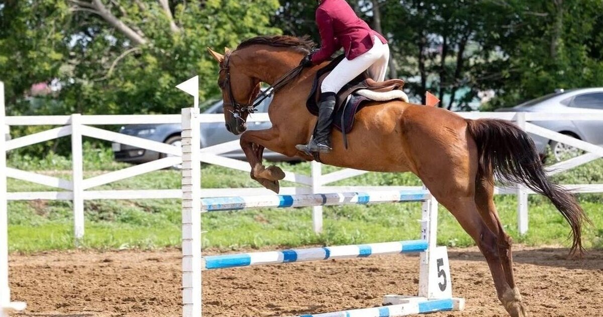 тренировки по конной езде. инструктор верховой езды. кск премьер. манеж для лошадей. тренировка по верховой езде.