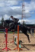 орловский рысак в конкур