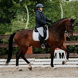 МЕРИН KWPN 180 СМ В ХОЛКЕ 