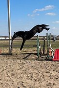 перспективный в конкур 