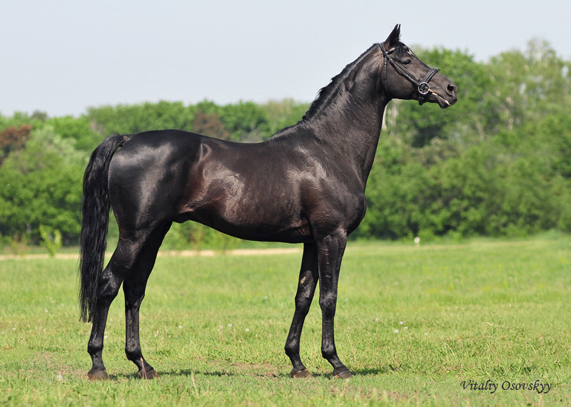 украинская верховая порода лошадей. русская гнедая. английская чистокровная верховая лошадь. украинская верховая лошадь. украинская верховая лошадь.