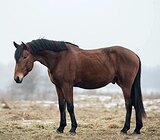 ХОББИ / КОНКУР