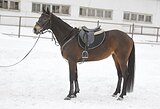 КОБЫЛА В КОНКУР/ТРОЕБОРЬЕ