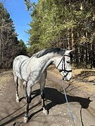 Мерин в конкур/хобби