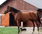 Мерин 2018 гр