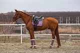 Мерин в выездку