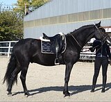 МОЛОДОЙ МЕРИН КРОСС-ФРИЗ 