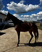 МОЛОДАЯ КОБЫЛА В ХОББИ