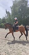 Выездка, Юноши. Ветчек!