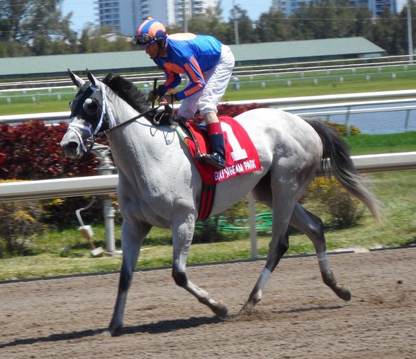 Ипподром Gulfstream Park 2013 год, скачка Allowance Optional Claiming