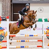 МЕРИН 8 ЛЕТ 165 СМ В ХОЛКЕ