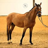 KWPN МЕРИН 173 СМ В ХОЛКЕ