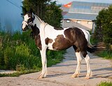 Потрясающая лошадь!