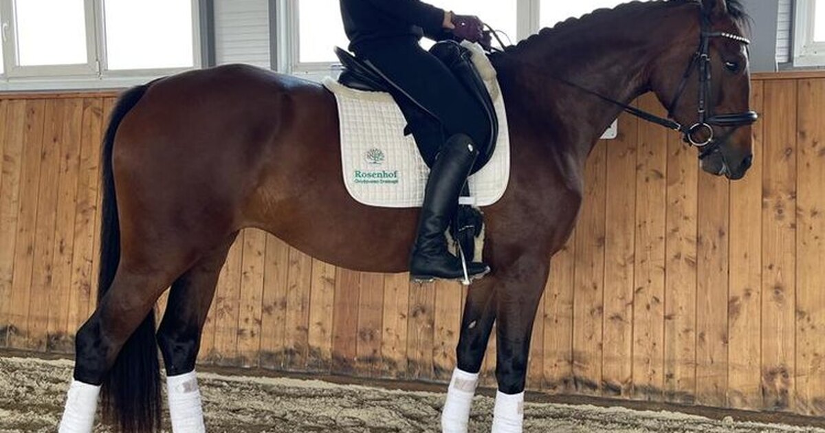 Что нужно для конного спорта