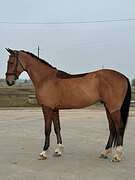 Орловский рысак, мерин