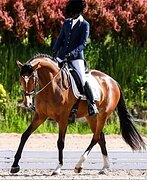 МЕРИН В ВЫЕЗДКУ