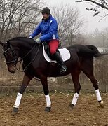 МОЛОДАЯ КОБЫЛА В ВЫЕЗДКУ