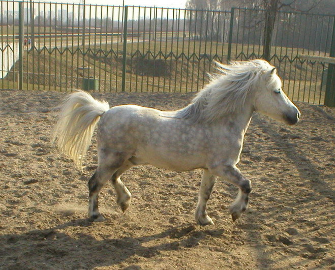 конь-огонь)) пони - тоже кони