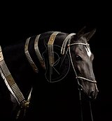 Ахалтекинский жеребец 2019г.